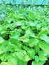 Hosta 'Old Glory' - New Forest Hostas & Hemerocallis