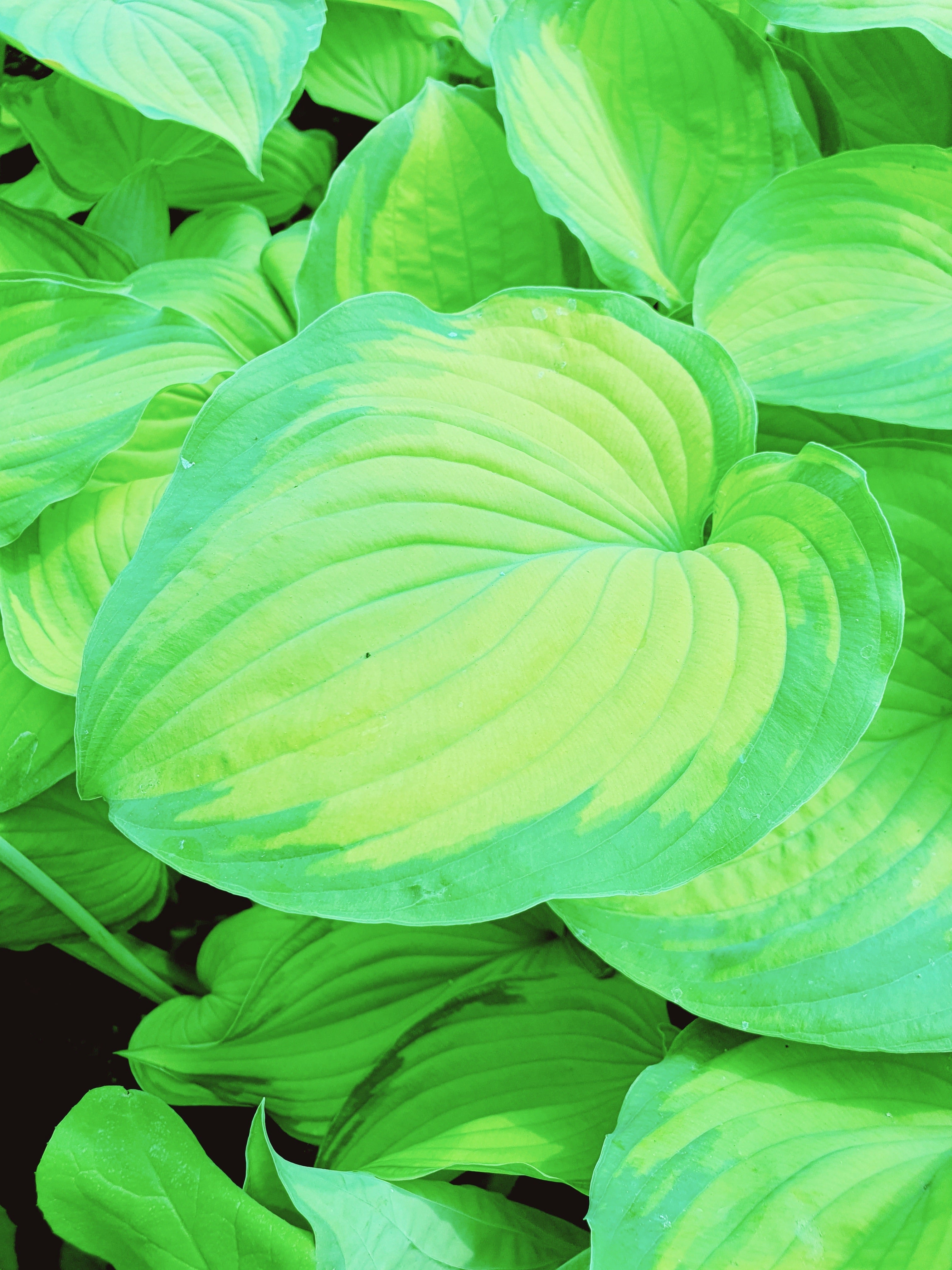 Hosta 'Old Glory' - New Forest Hostas & Hemerocallis
