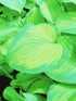 Hosta 'Old Glory' - New Forest Hostas & Hemerocallis