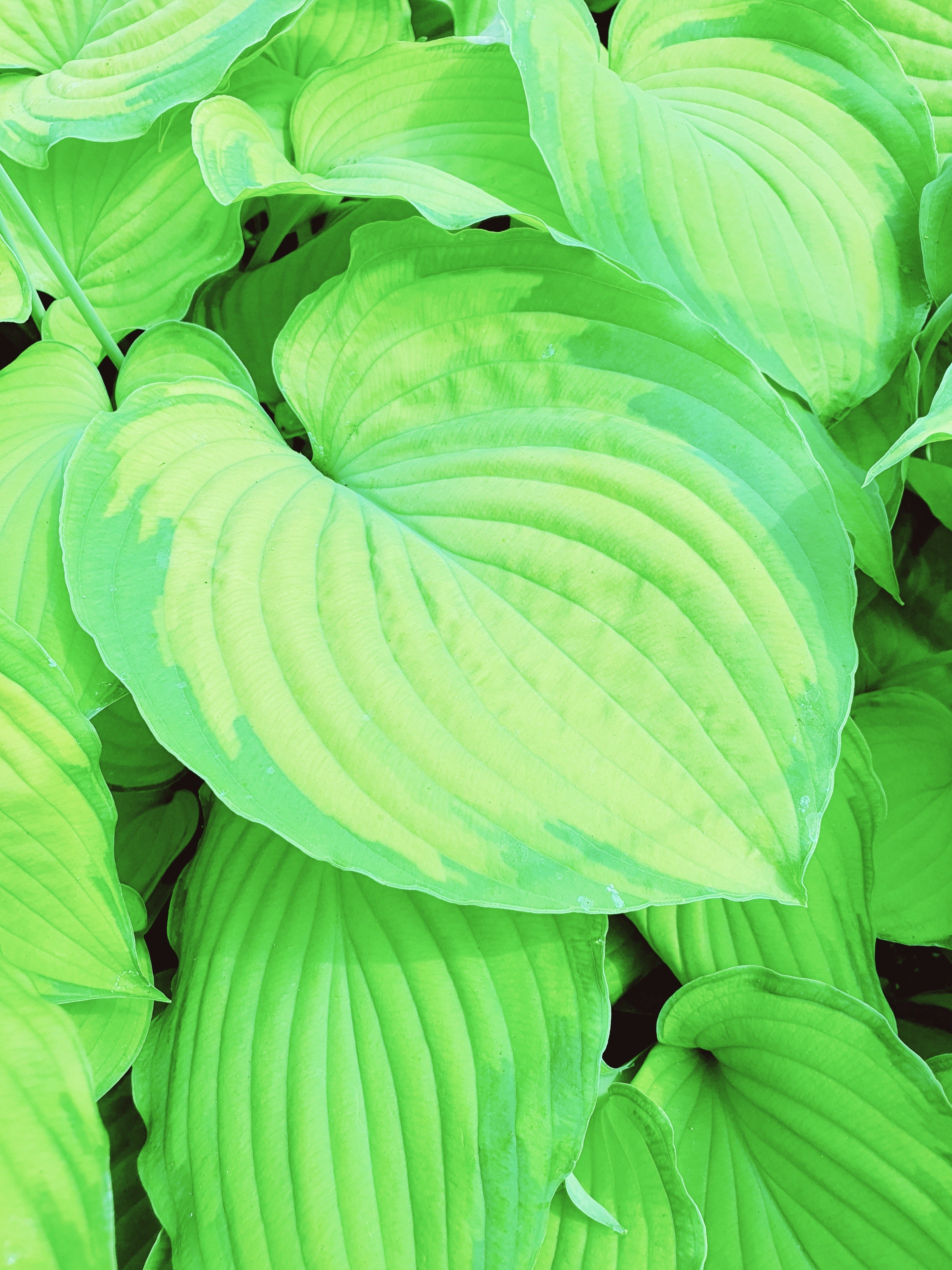 Hosta 'Old Glory' - New Forest Hostas & Hemerocallis