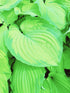 Hosta 'Old Glory' - New Forest Hostas & Hemerocallis