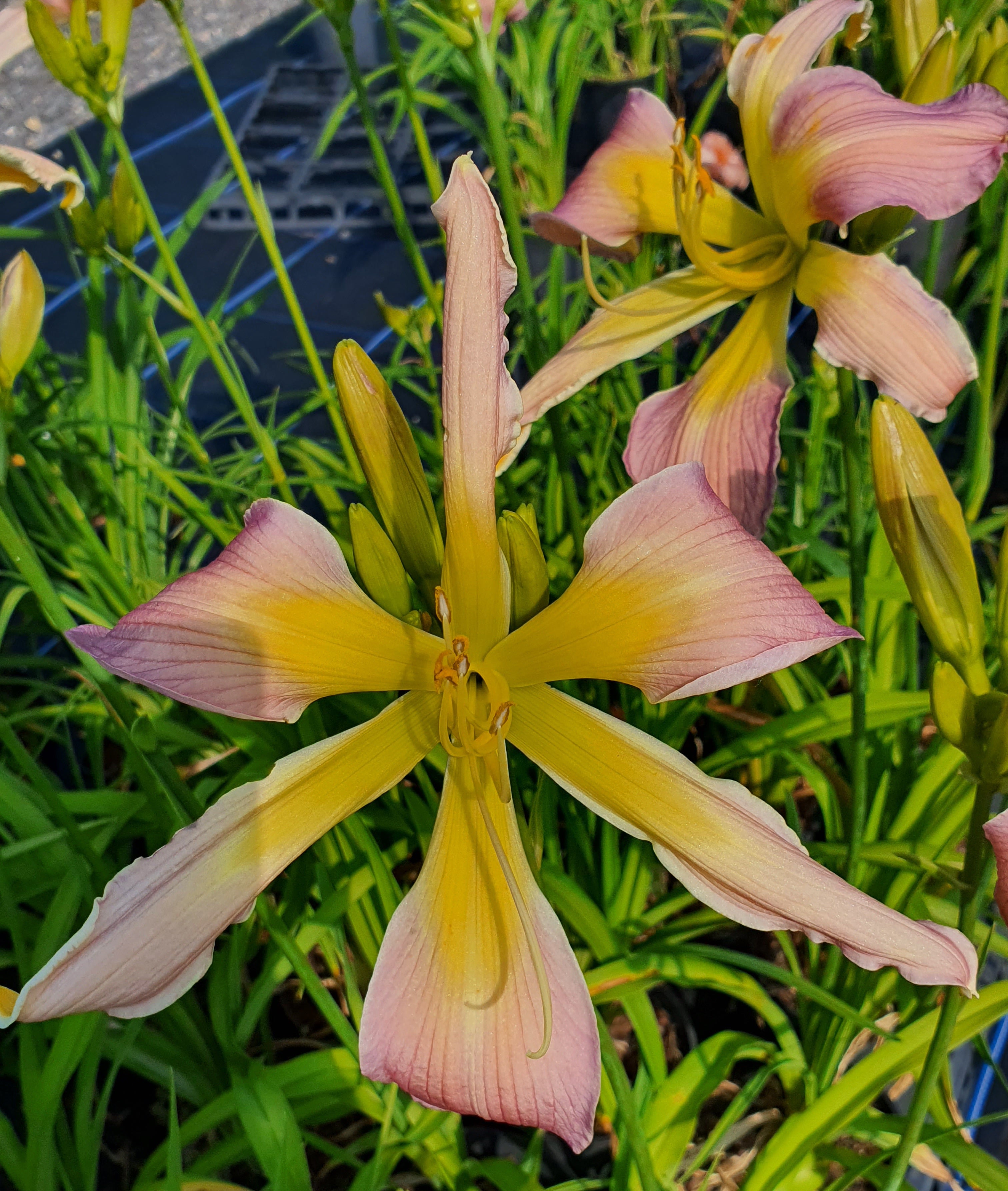Hemerocallis 'Dancing Summerbird' - New Forest Hostas & Hemerocallis