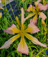 Hemerocallis 'Dancing Summerbird' - New Forest Hostas & Hemerocallis