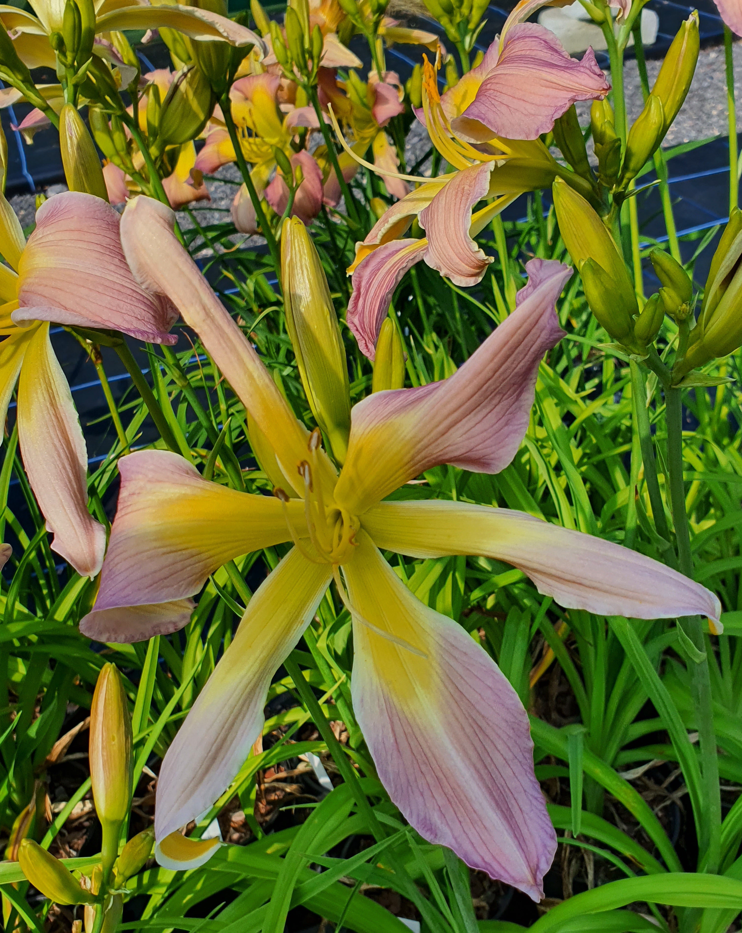 Hemerocallis 'Dancing Summerbird' - New Forest Hostas & Hemerocallis