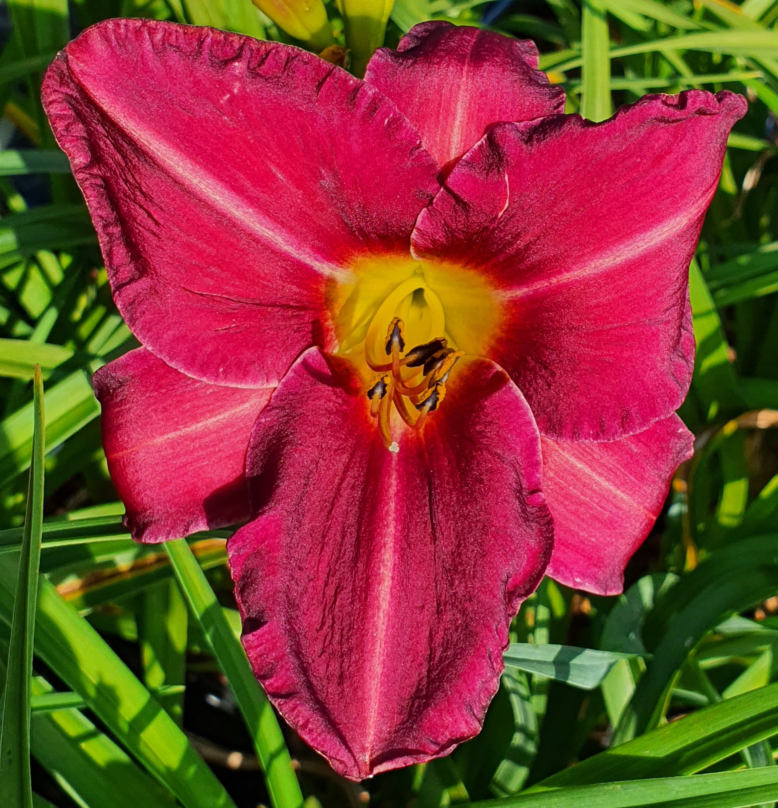 Hemerocallis 'Olive Bailey Langdon' - New Forest Hostas & Hemerocallis