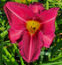Hemerocallis 'Olive Bailey Langdon' - New Forest Hostas & Hemerocallis