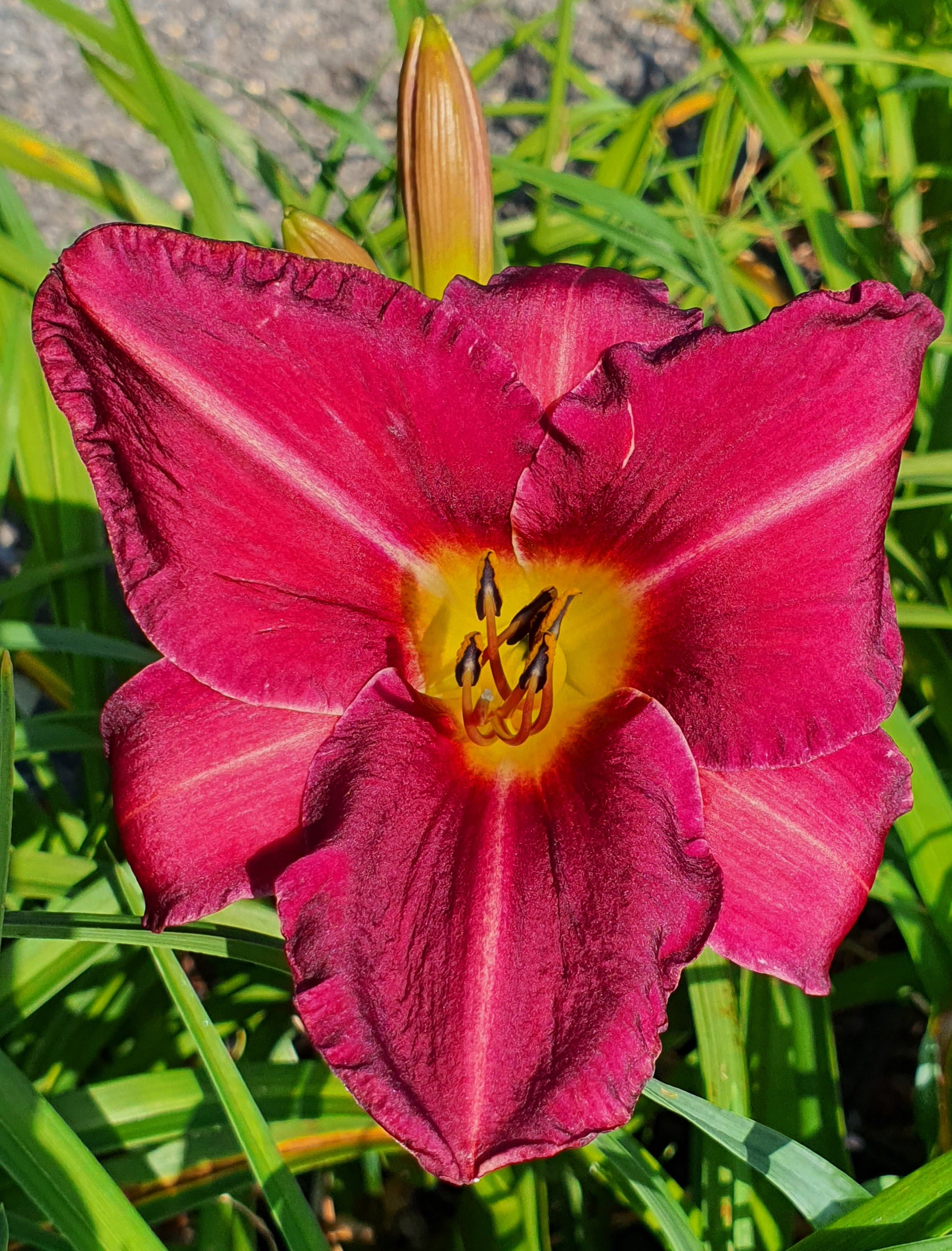 Hemerocallis 'Olive Bailey Langdon' - New Forest Hostas & Hemerocallis
