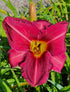 Hemerocallis 'Olive Bailey Langdon' - New Forest Hostas & Hemerocallis