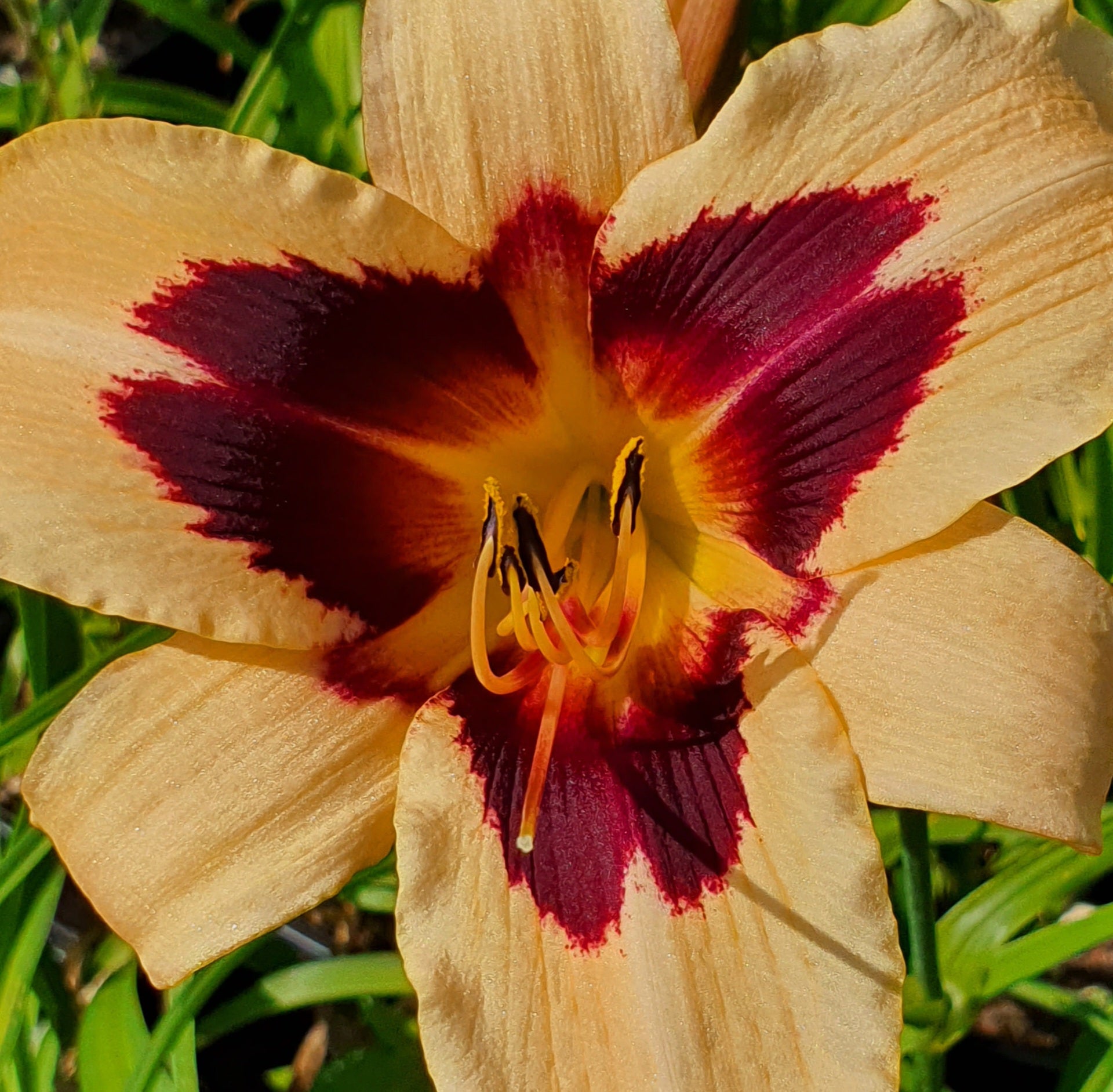 Hemerocallis 'Wild Horses' - New Forest Hostas & Hemerocallis