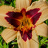 Hemerocallis 'Wild Horses' - New Forest Hostas & Hemerocallis