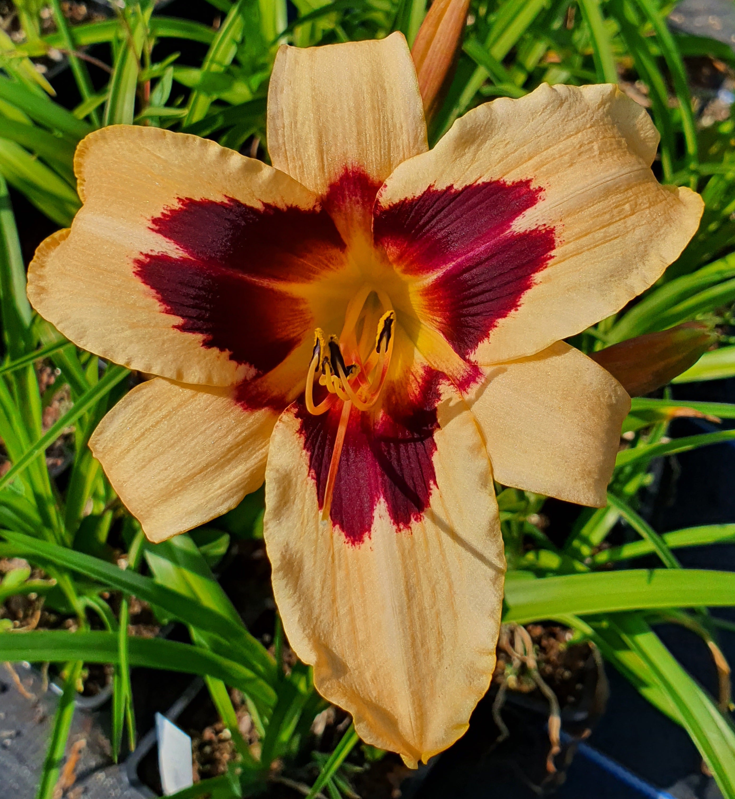 Hemerocallis 'Wild Horses' - New Forest Hostas & Hemerocallis