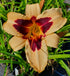 Hemerocallis 'Wild Horses' - New Forest Hostas & Hemerocallis