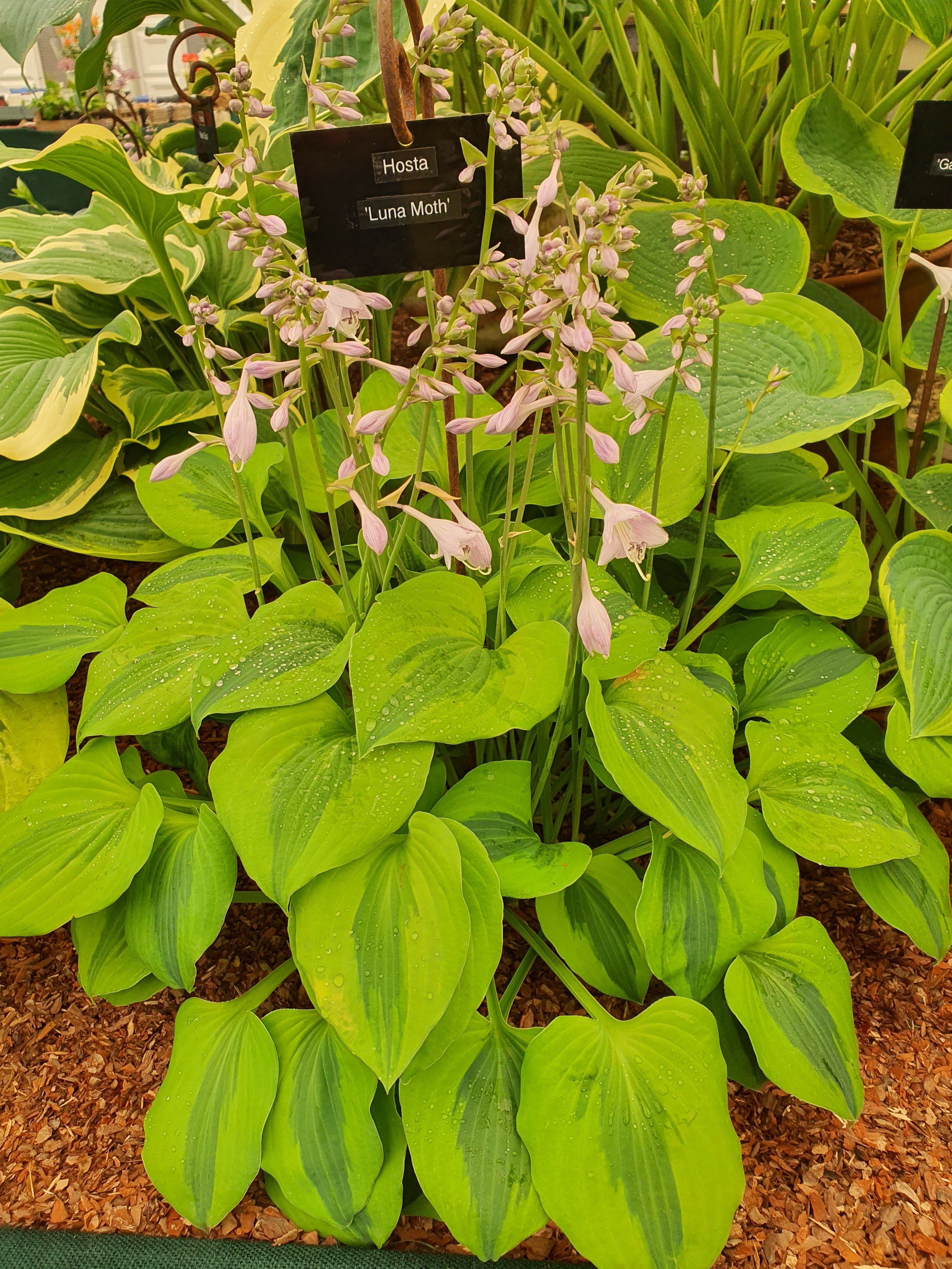 Hosta 'Luna Moth' - New Forest Hostas & Hemerocallis