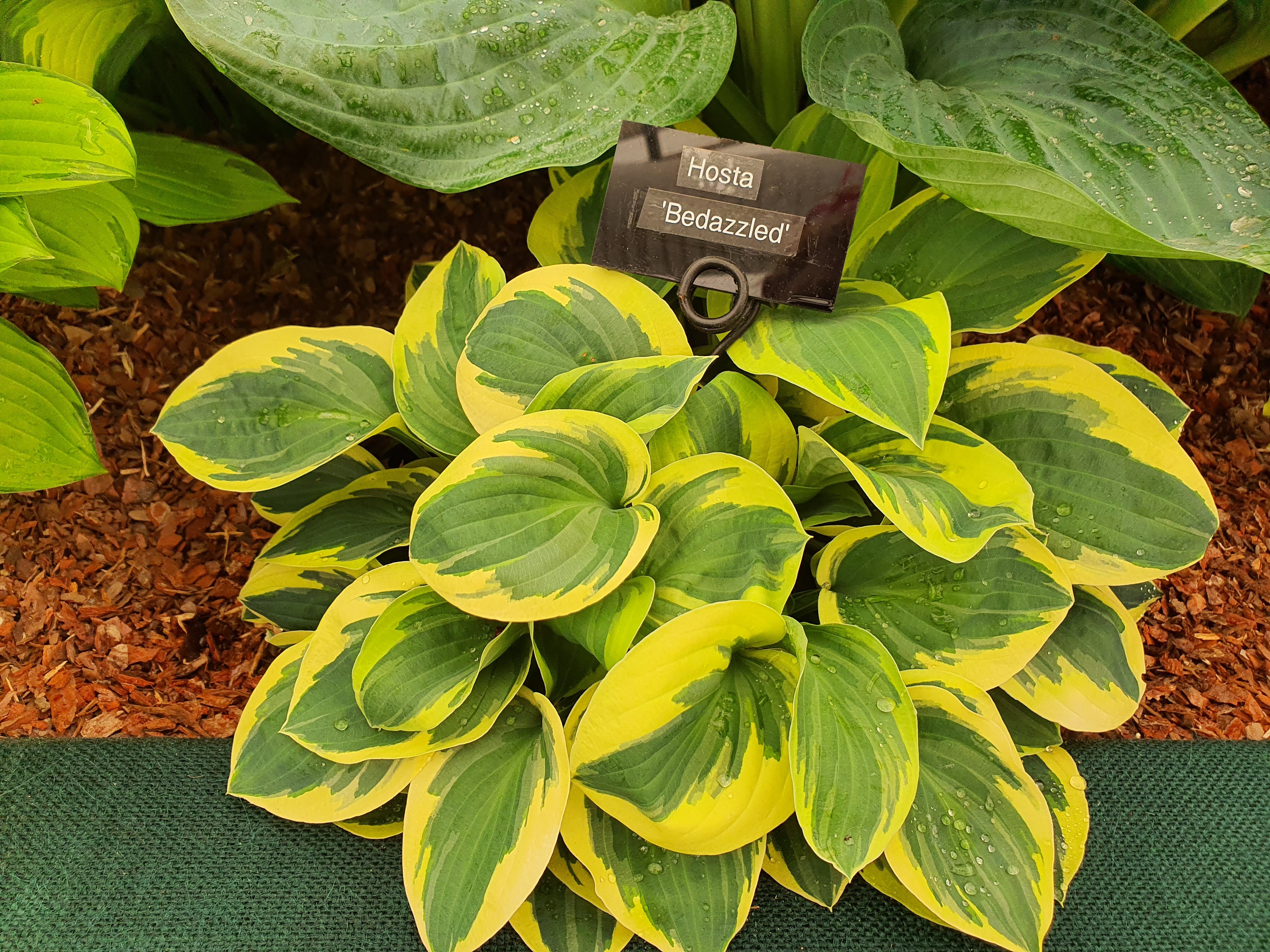 Hosta 'Bedazzled' - New Forest Hostas & Hemerocallis