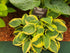 Hosta 'Bedazzled' - New Forest Hostas & Hemerocallis