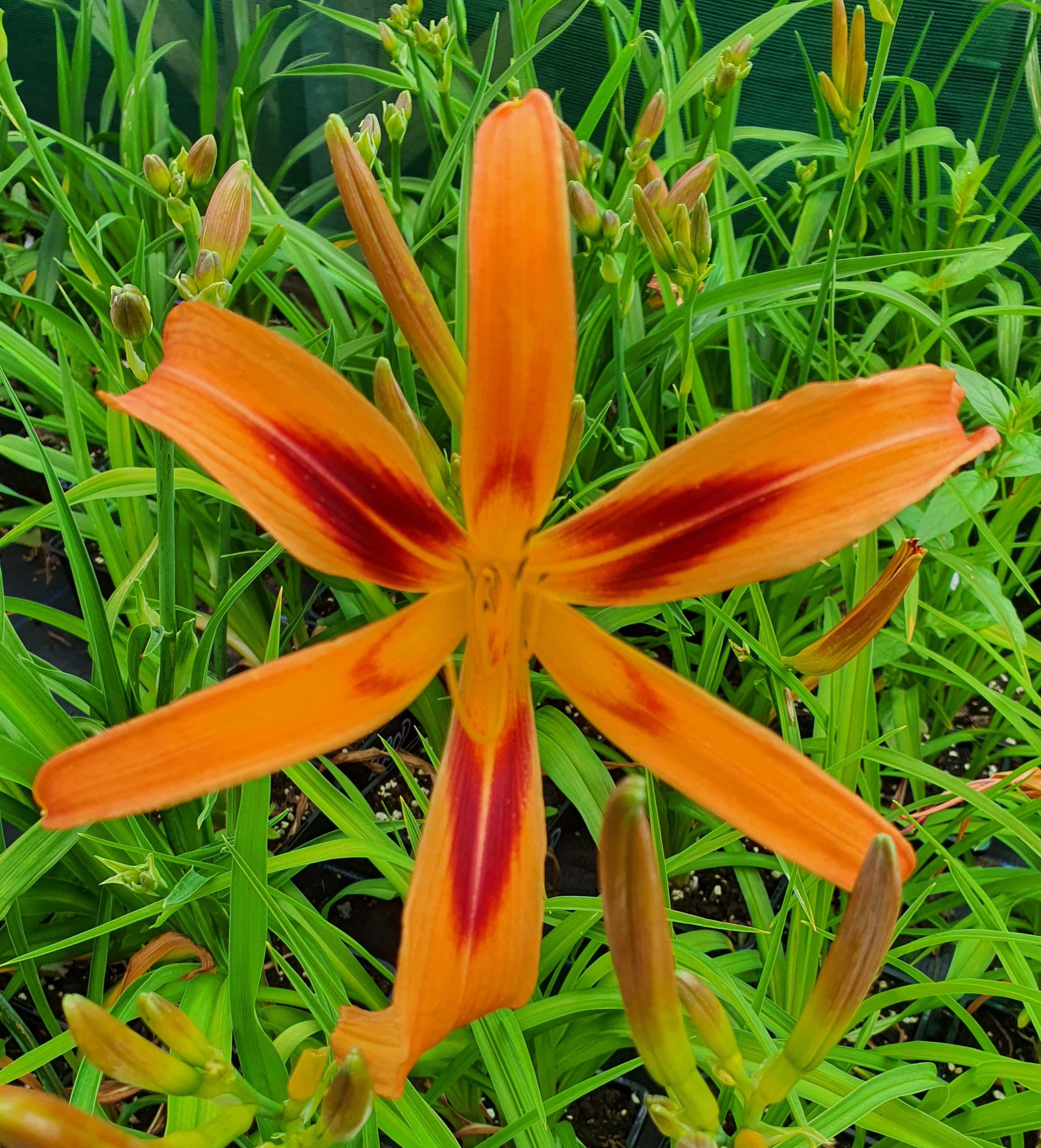 Hemerocallis 'Tigereye Spider' - New Forest Hostas & Hemerocallis