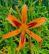 Hemerocallis 'Tigereye Spider' - New Forest Hostas & Hemerocallis