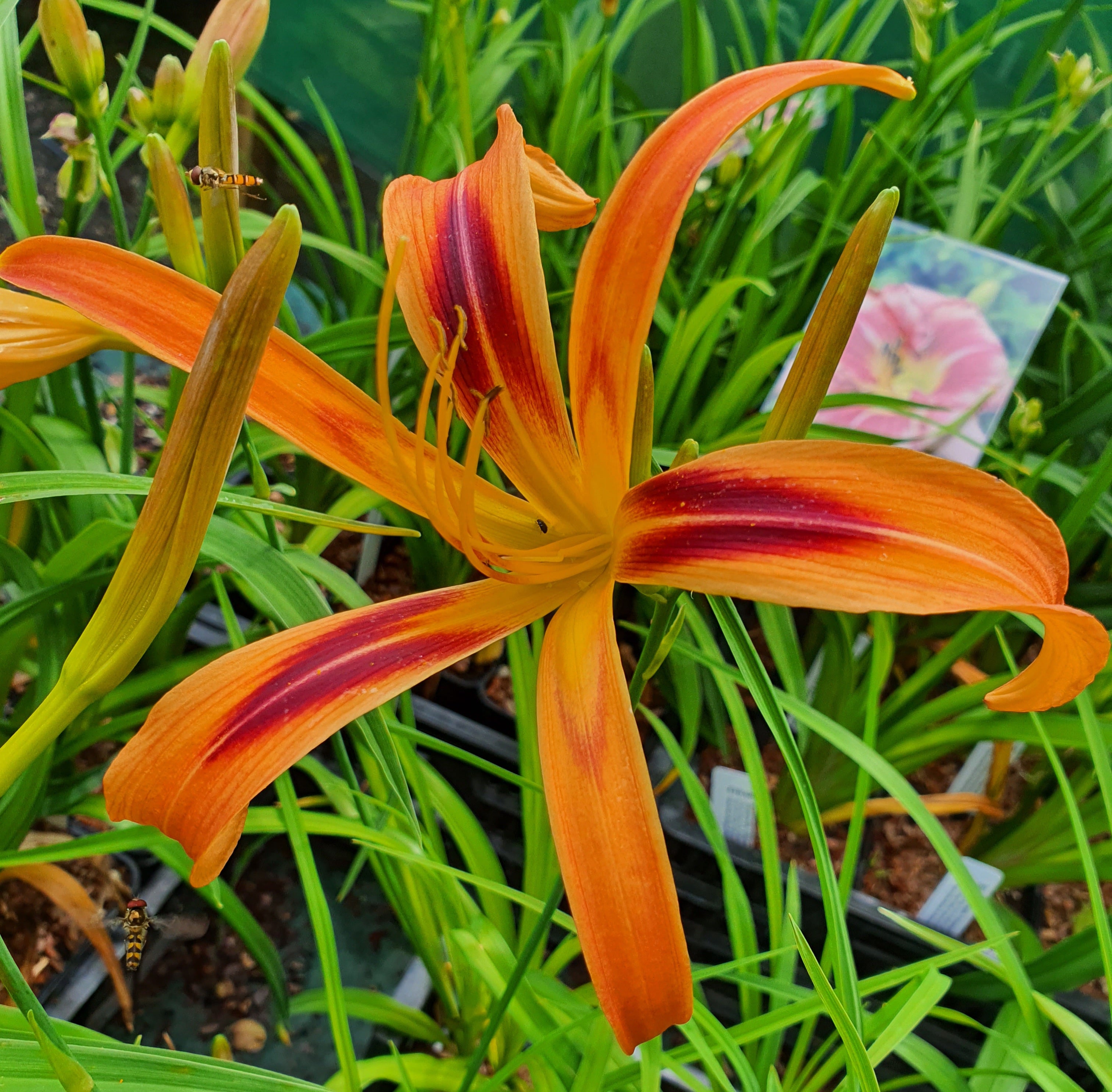 Hemerocallis 'Tigereye Spider' - New Forest Hostas & Hemerocallis
