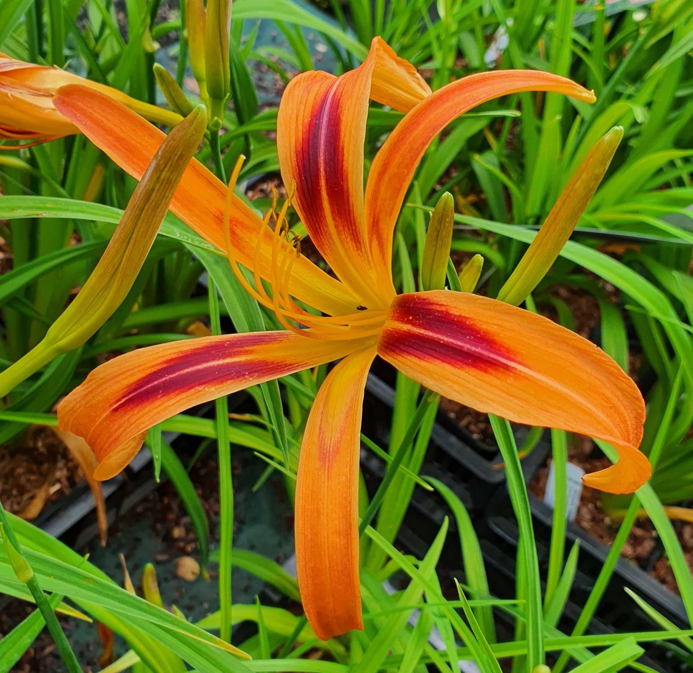 Hemerocallis 'Tigereye Spider' - New Forest Hostas & Hemerocallis