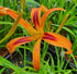 Hemerocallis 'Tigereye Spider' - New Forest Hostas & Hemerocallis