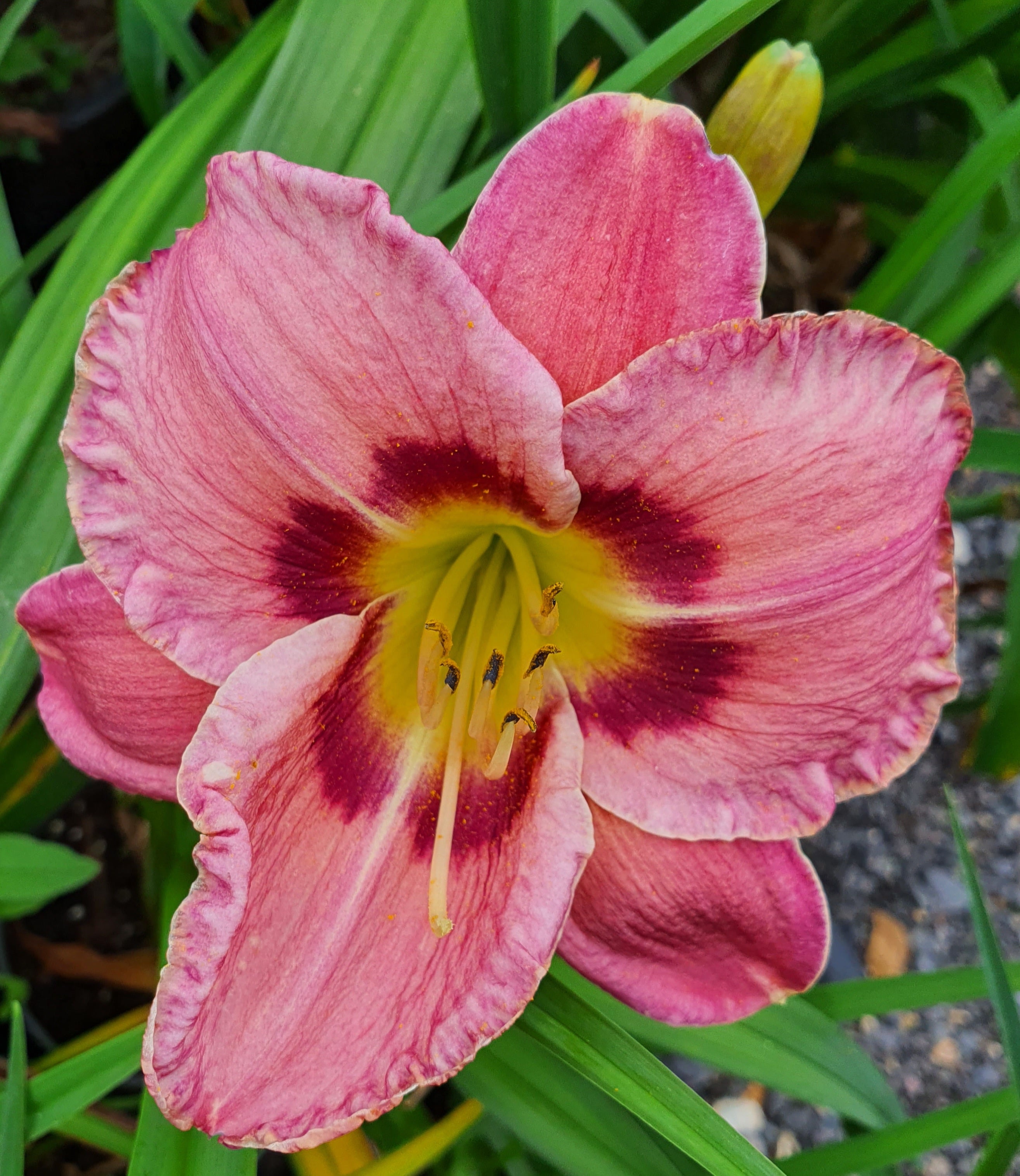 Hemerocallis 'Always Afternoon' - New Forest Hostas & Hemerocallis