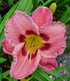 Hemerocallis 'Always Afternoon' - New Forest Hostas & Hemerocallis