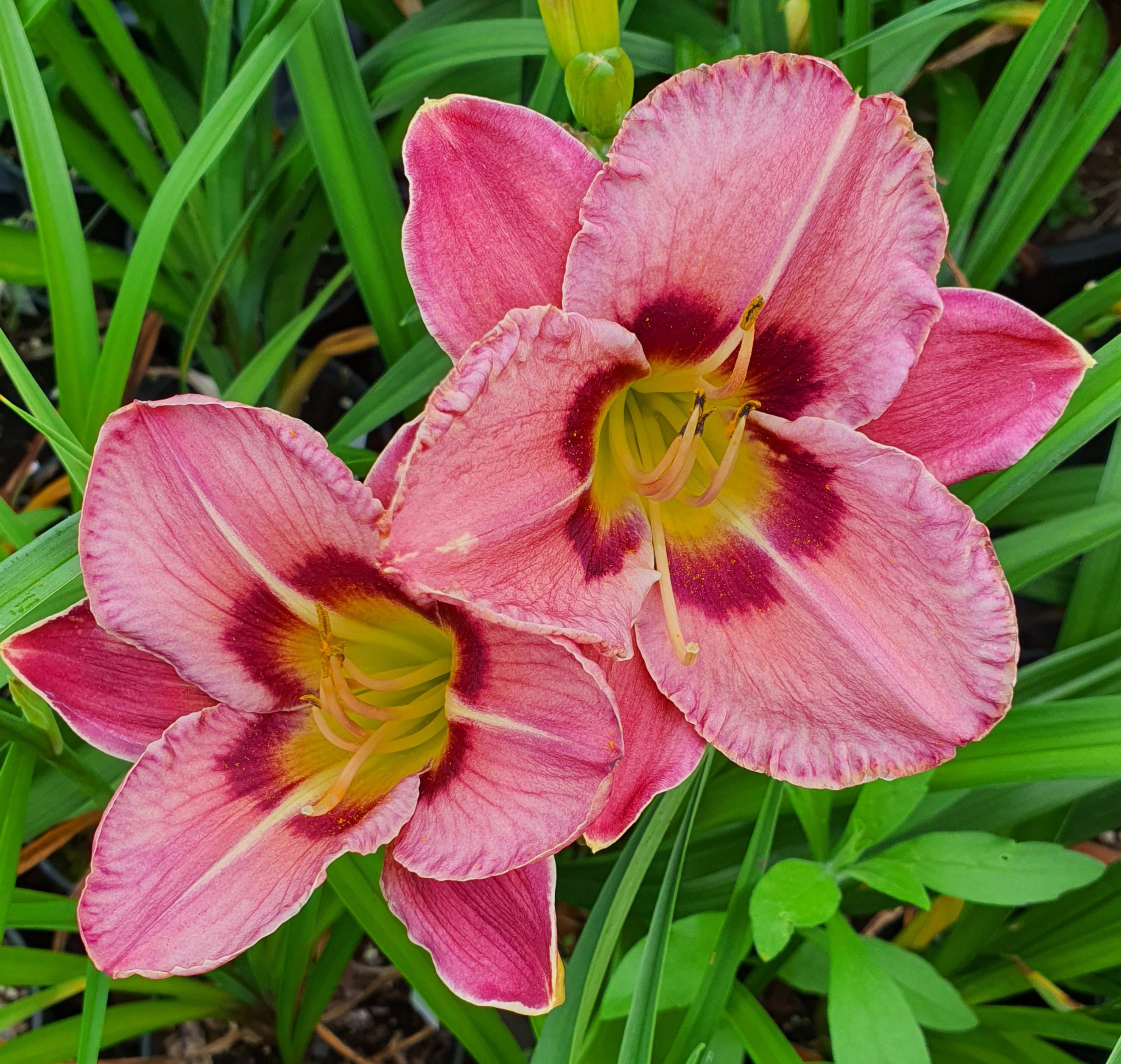 Hemerocallis 'Always Afternoon' - New Forest Hostas & Hemerocallis