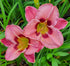 Hemerocallis 'Always Afternoon' - New Forest Hostas & Hemerocallis