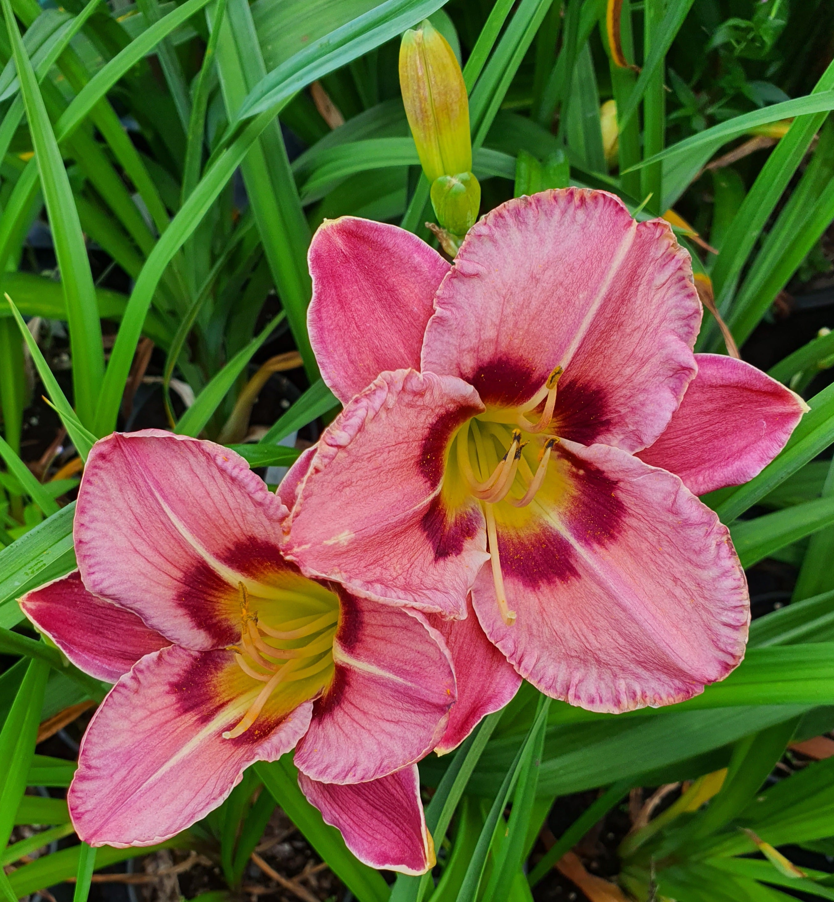 Hemerocallis 'Always Afternoon' - New Forest Hostas & Hemerocallis