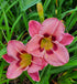 Hemerocallis 'Always Afternoon' - New Forest Hostas & Hemerocallis