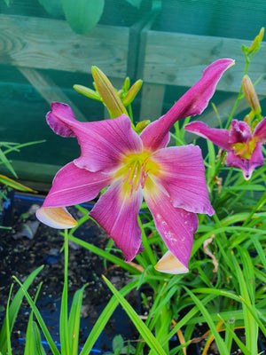 Hemerocallis 'Breath of Blue Air' - New Forest Hostas & Hemerocallis