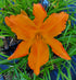 Hemerocallis 'Primal Scream' - New Forest Hostas & Hemerocallis