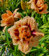Hemerocallis 'Roswitha' - New Forest Hostas & Hemerocallis