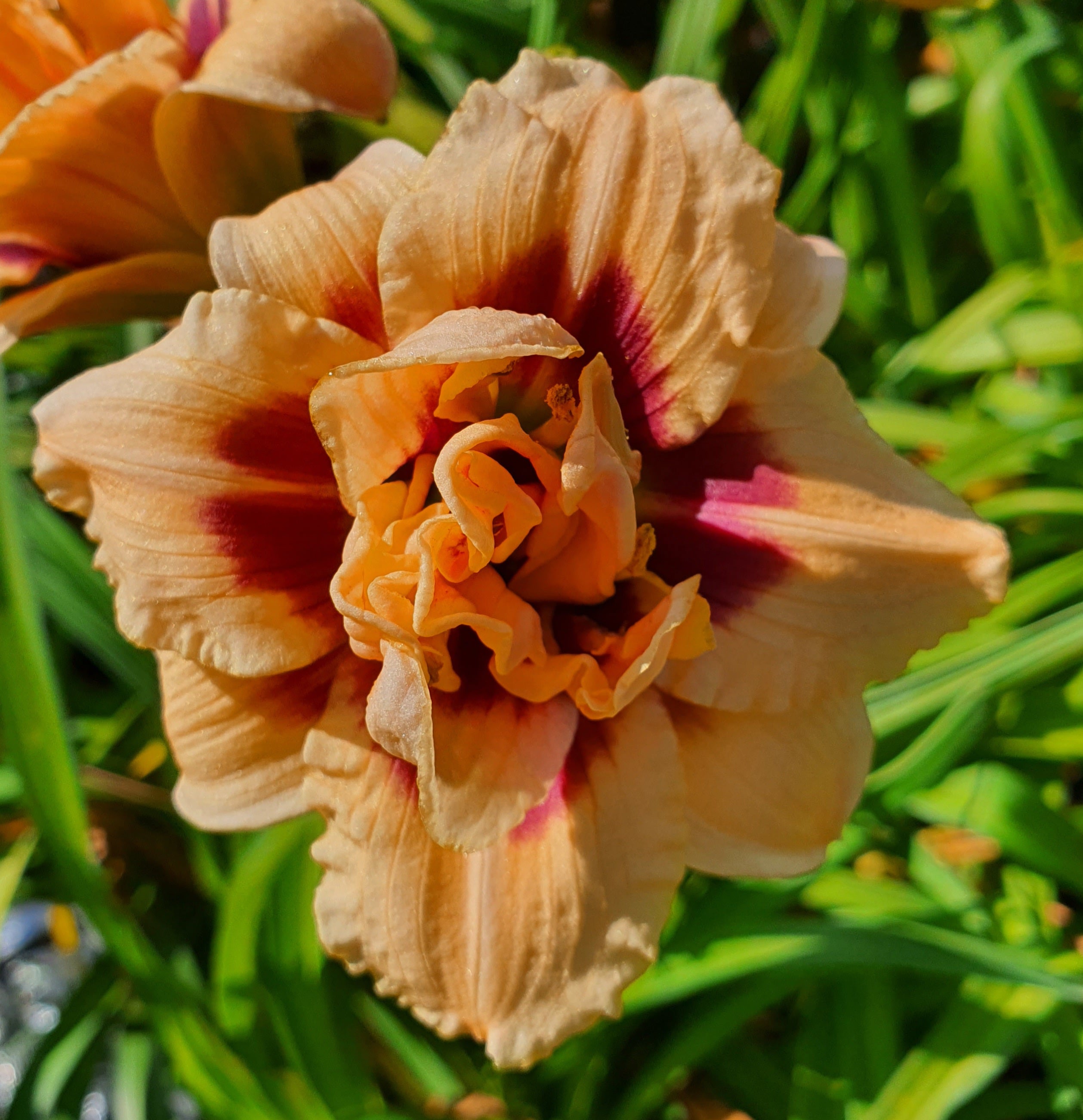 Hemerocallis 'Roswitha' - New Forest Hostas & Hemerocallis