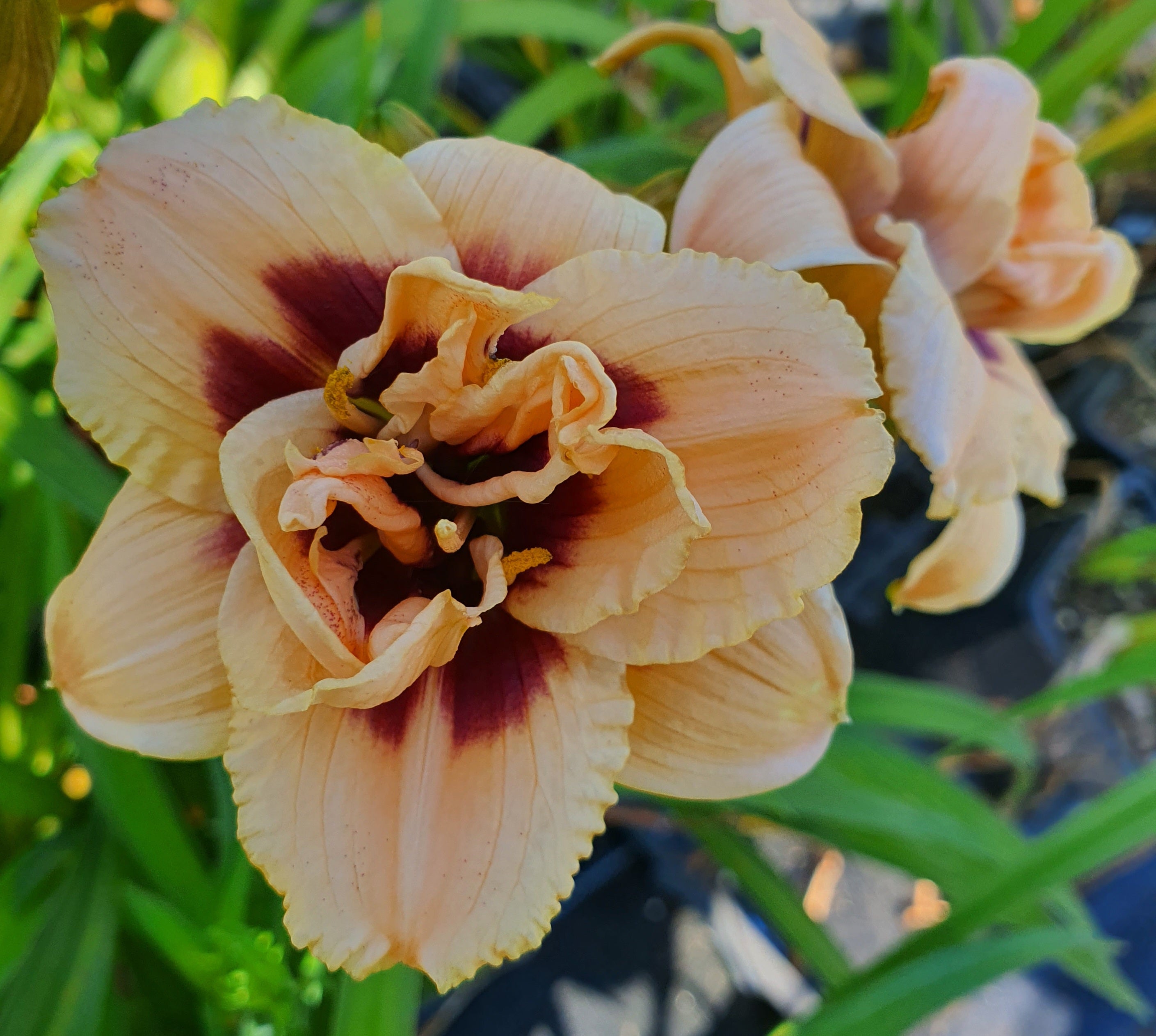 Hemerocallis 'Roswitha' - New Forest Hostas & Hemerocallis