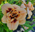 Hemerocallis 'Roswitha' - New Forest Hostas & Hemerocallis