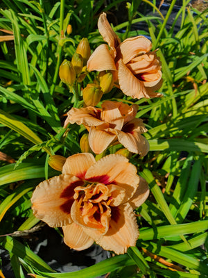 Hemerocallis 'Roswitha' - New Forest Hostas & Hemerocallis