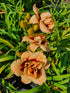 Hemerocallis 'Roswitha' - New Forest Hostas & Hemerocallis