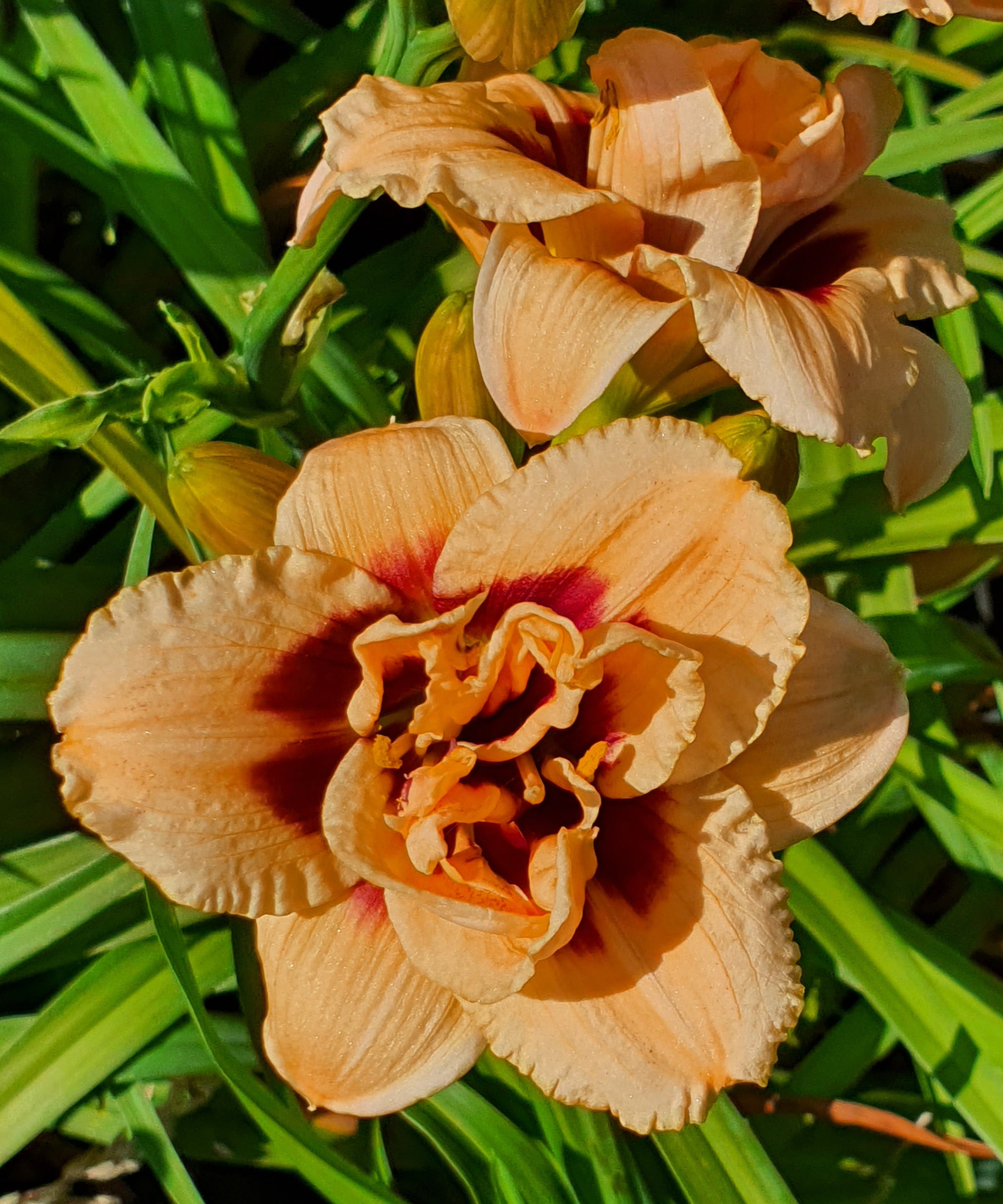 Hemerocallis 'Roswitha' - New Forest Hostas & Hemerocallis