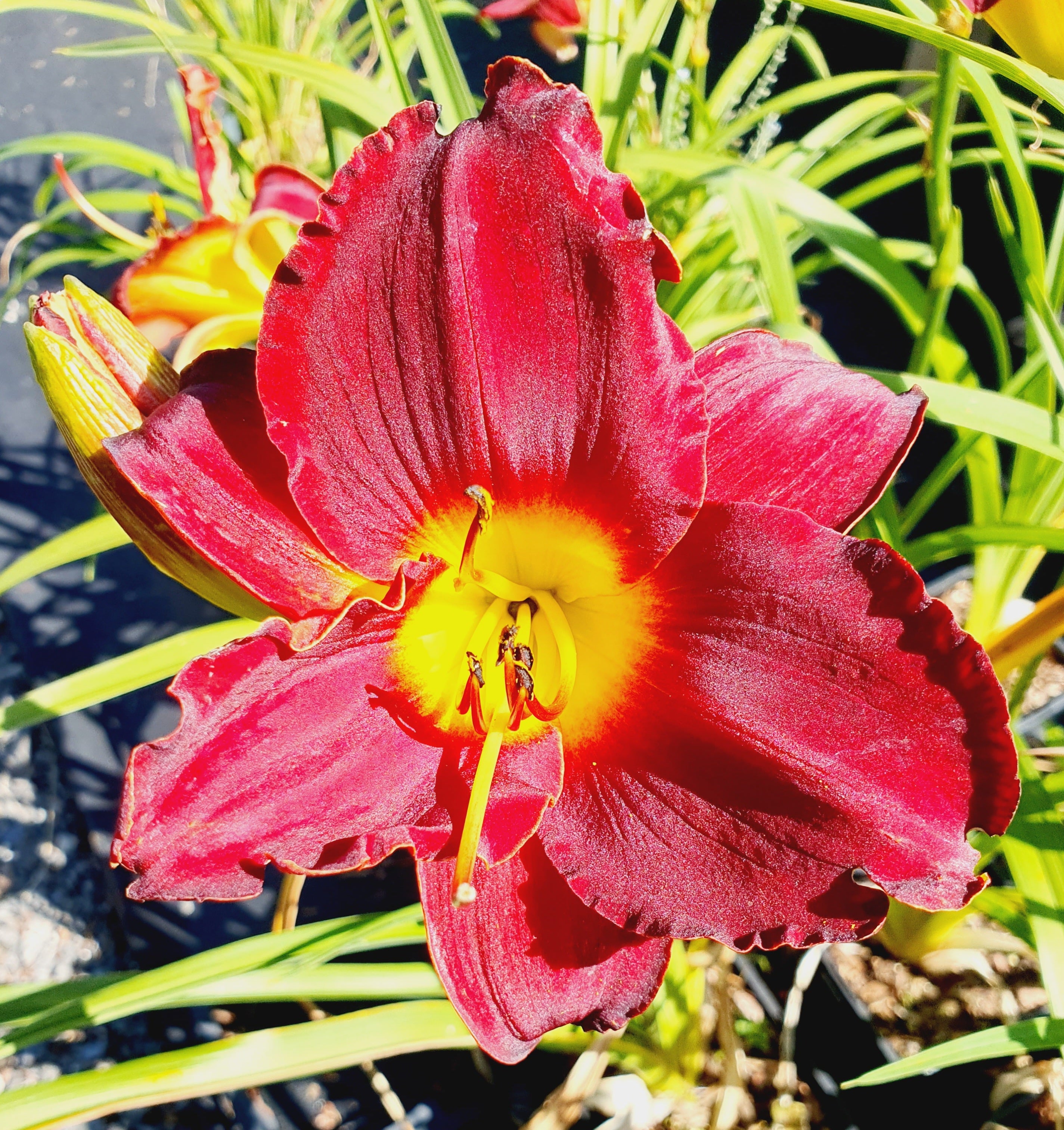 Hemerocallis 'Highland Lord' - New Forest Hostas & Hemerocallis
