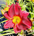 Hemerocallis 'Highland Lord' - New Forest Hostas & Hemerocallis