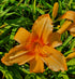 Hemerocallis 'Amber Classic' - New Forest Hostas & Hemerocallis