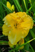 Hemerocallis 'Beauty to Behold' - New Forest Hostas & Hemerocallis