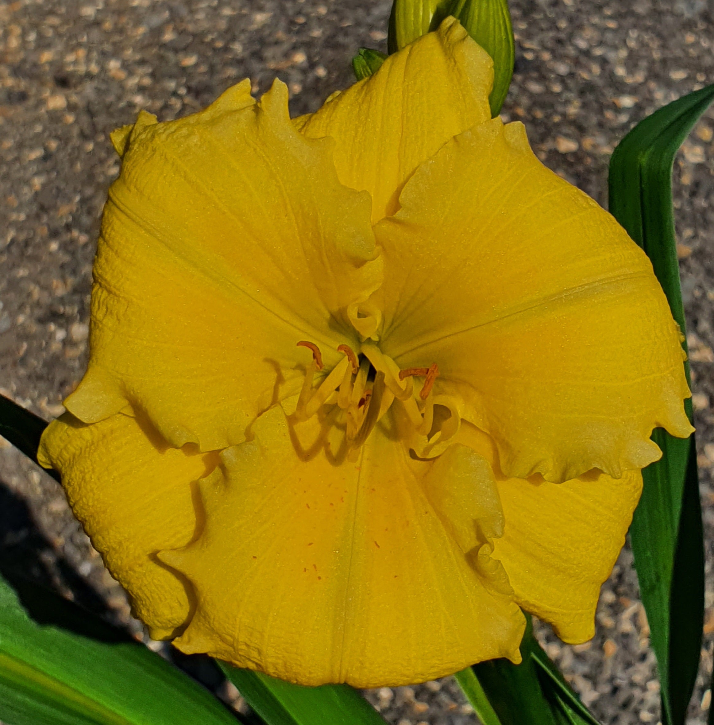 Hemerocallis 'Beauty to Behold' - New Forest Hostas & Hemerocallis