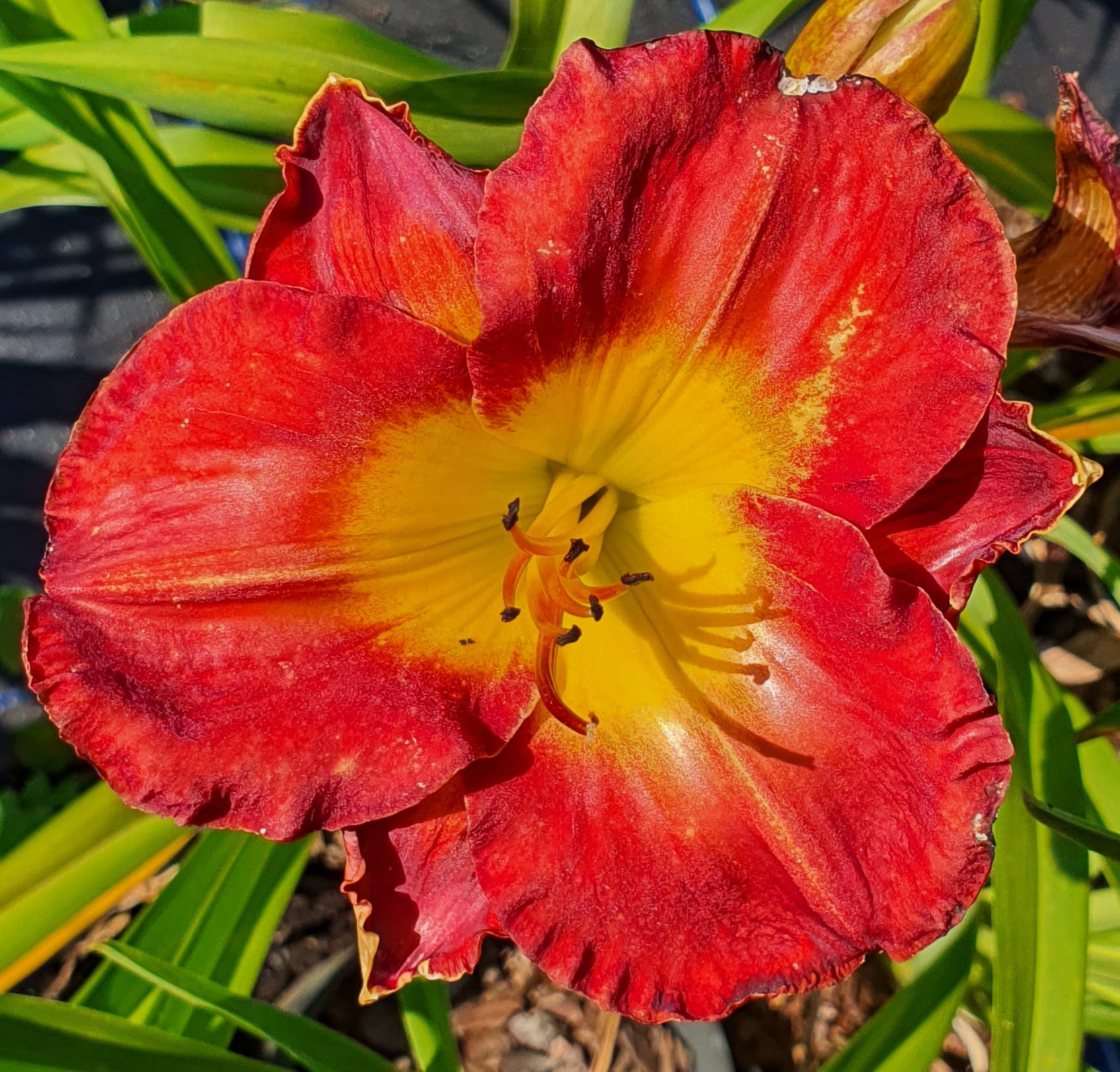 Hemerocallis 'Jay Turman' - New Forest Hostas & Hemerocallis