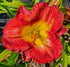 Hemerocallis 'Jay Turman' - New Forest Hostas & Hemerocallis