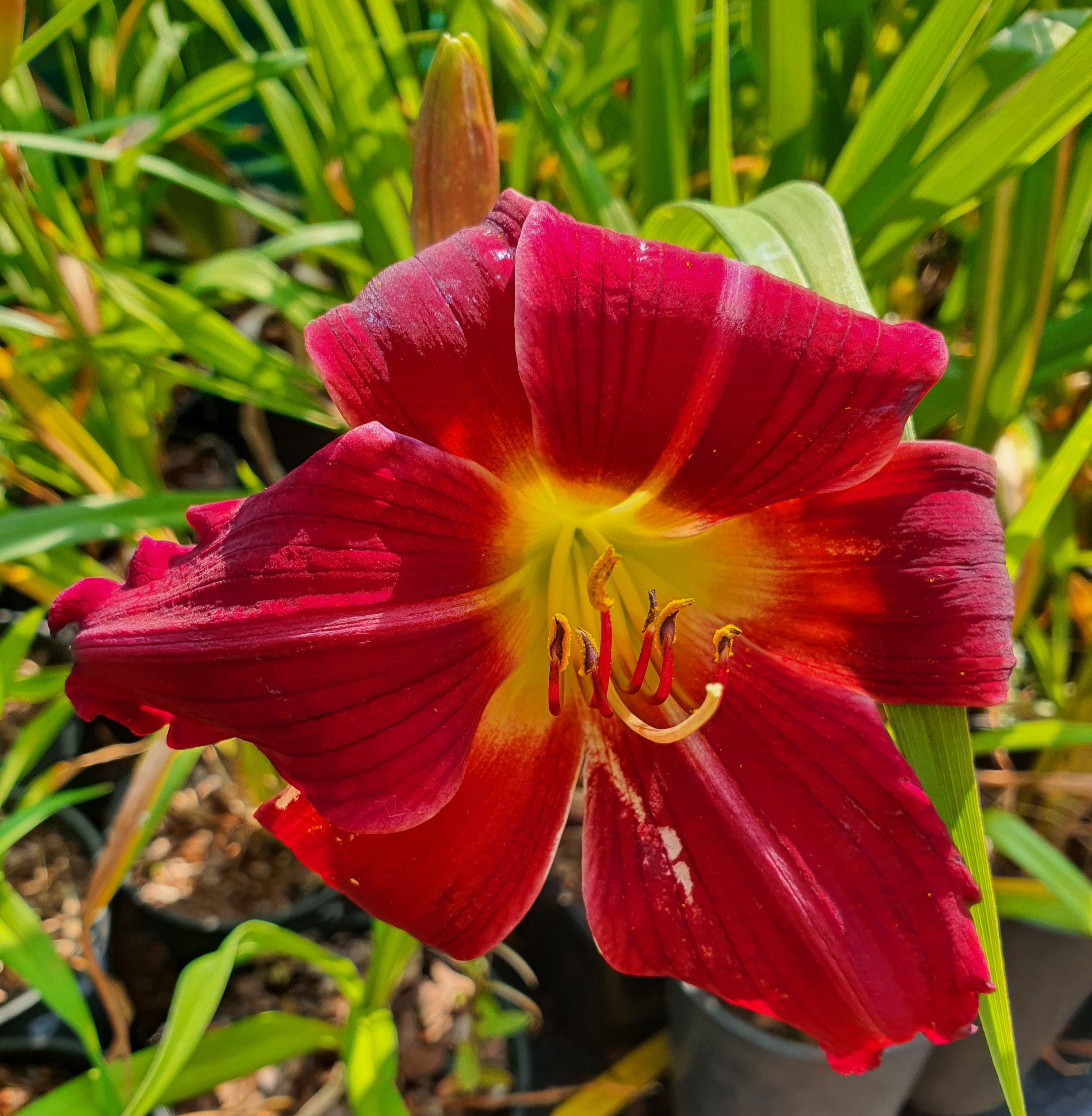 Hemerocallis 'Apple Court Ruby' - New Forest Hostas & Hemerocallis
