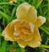 Hemerocallis 'Egg Yolk' - New Forest Hostas & Hemerocallis