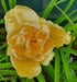 Hemerocallis 'Egg Yolk' - New Forest Hostas & Hemerocallis