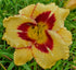 Hemerocallis 'El Desperado' - New Forest Hostas & Hemerocallis